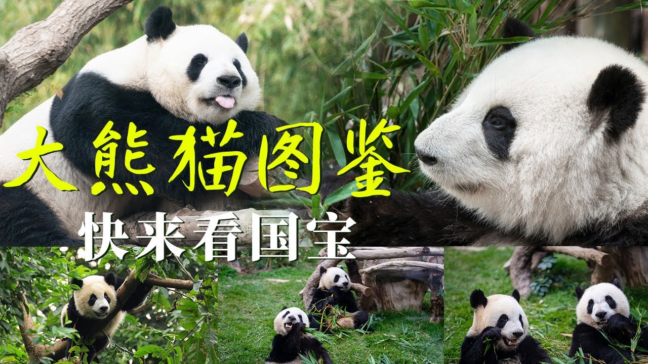 “果赖”来了！中国“顶流”大熊猫可爱亮相！四川大熊猫 秦岭大熊猫......到底谁是你的“心上熊”？【CCTV纪录】