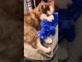 the squeakiest of all squeak toys 😂 #husky #pomskypuppy #pomsky #puppy #rockyraccoon #pomeranian
