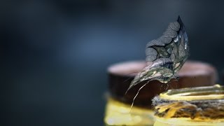 Creatures of Dust: Butterfly