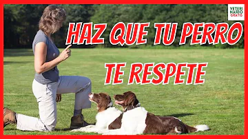 ¿Cómo consigo que mi perro me respete?