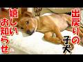 【保護犬　子犬　乳飲み子猫】出戻り子犬の嬉しいお知らせ＋おまけコーナー