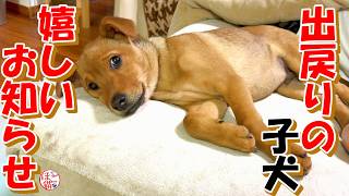【保護犬　子犬　乳飲み子猫】出戻り子犬の嬉しいお知らせ＋おまけコーナー