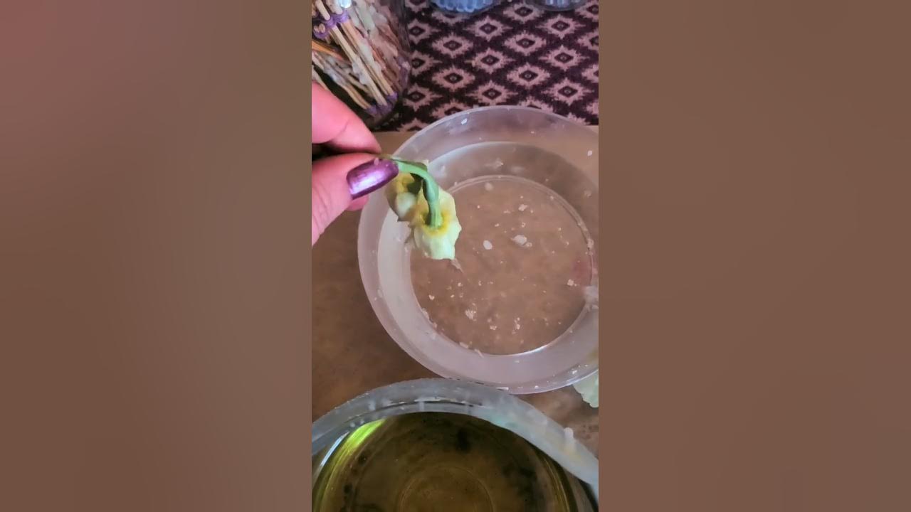 How to Preserve Flowers with Wax A StepbyStep DIY Guide for Stunning