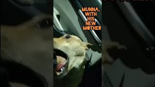 #dog #munna the naughty boy @helpstrayslive #love #doglover #like #share #subscribe #help