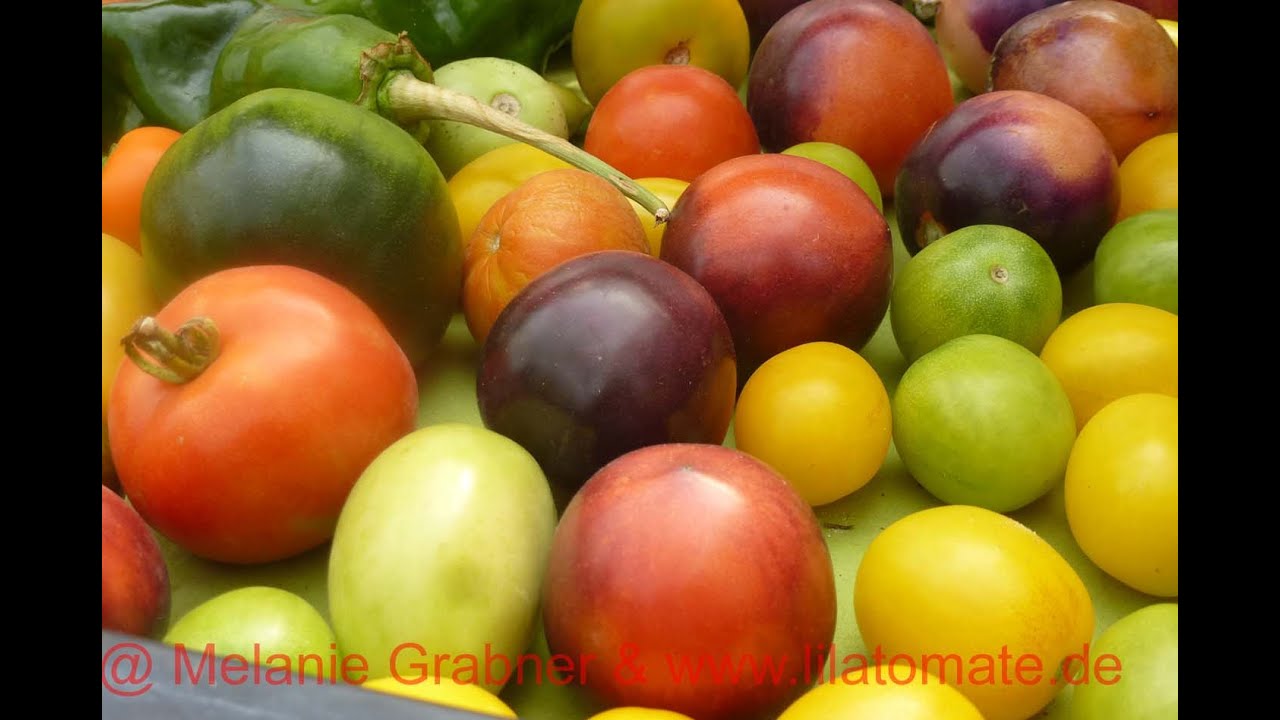 6 Tomaten Nachreifen lassen Umgang mit grünen  Tomatenfrüchten