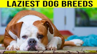 Top 7 Laziest Dog Breeds