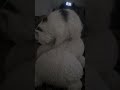 Эх, Вася, Вася..