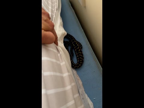 Snake Catcher Finds Python Hiding Under Family S Bed