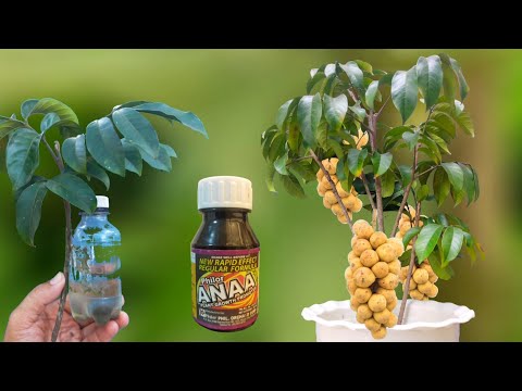 Video: Paano Mag-graft ng Japanese Maple Tree - Pangangalaga sa Mga Na-grafted Japanese Maple