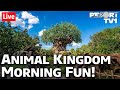 🔴Live: Sunday Morning at Disney's Animal Kingdom in 1080p | Walt Disney World Live Stream - 8-23-20