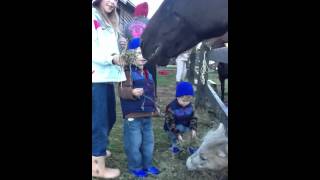 Farm4