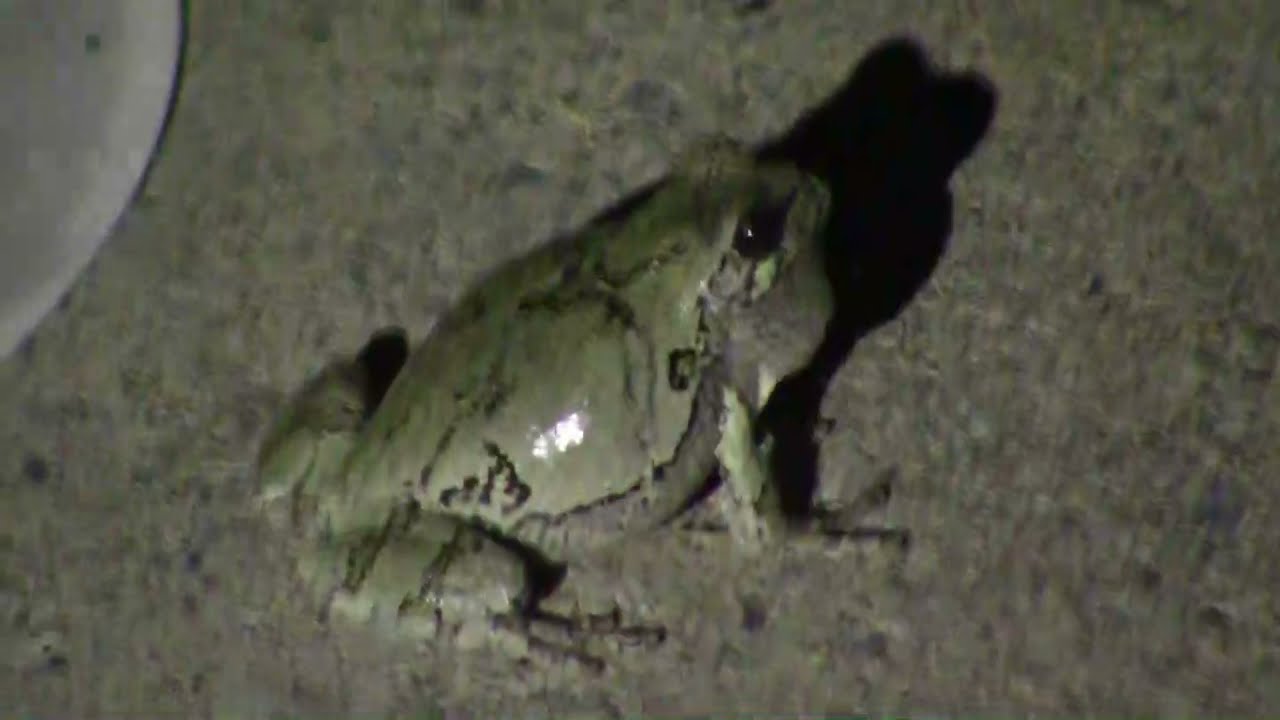 Παρακολούθηση Amorous Tree frogs on a Warm Summer Evening στο YouTube Παρακολούθηση Amorous Tree frogs on a Warm Summer Evening στο YouTube