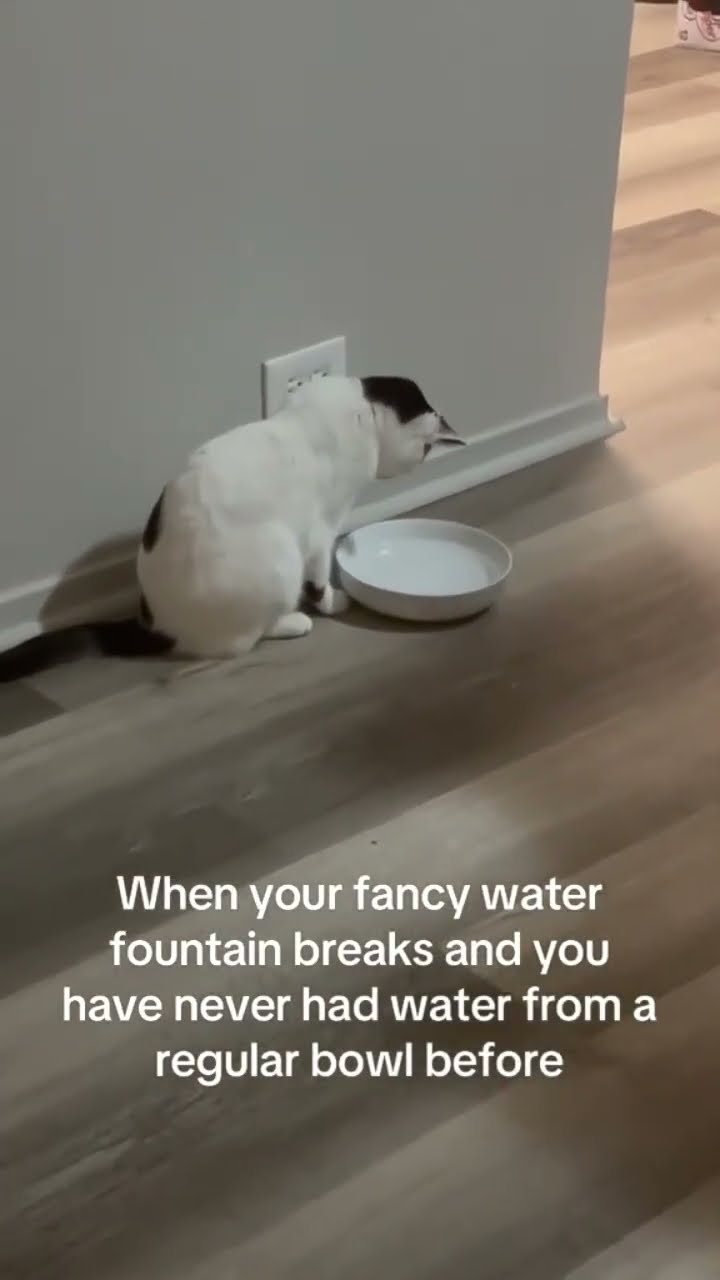 Kittyo like what in the is this not my water