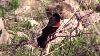 Red-winged Blackbird Bathing, Preening, and Displaying.