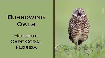 Burrowing Owls for Photographers and Bird Watchers