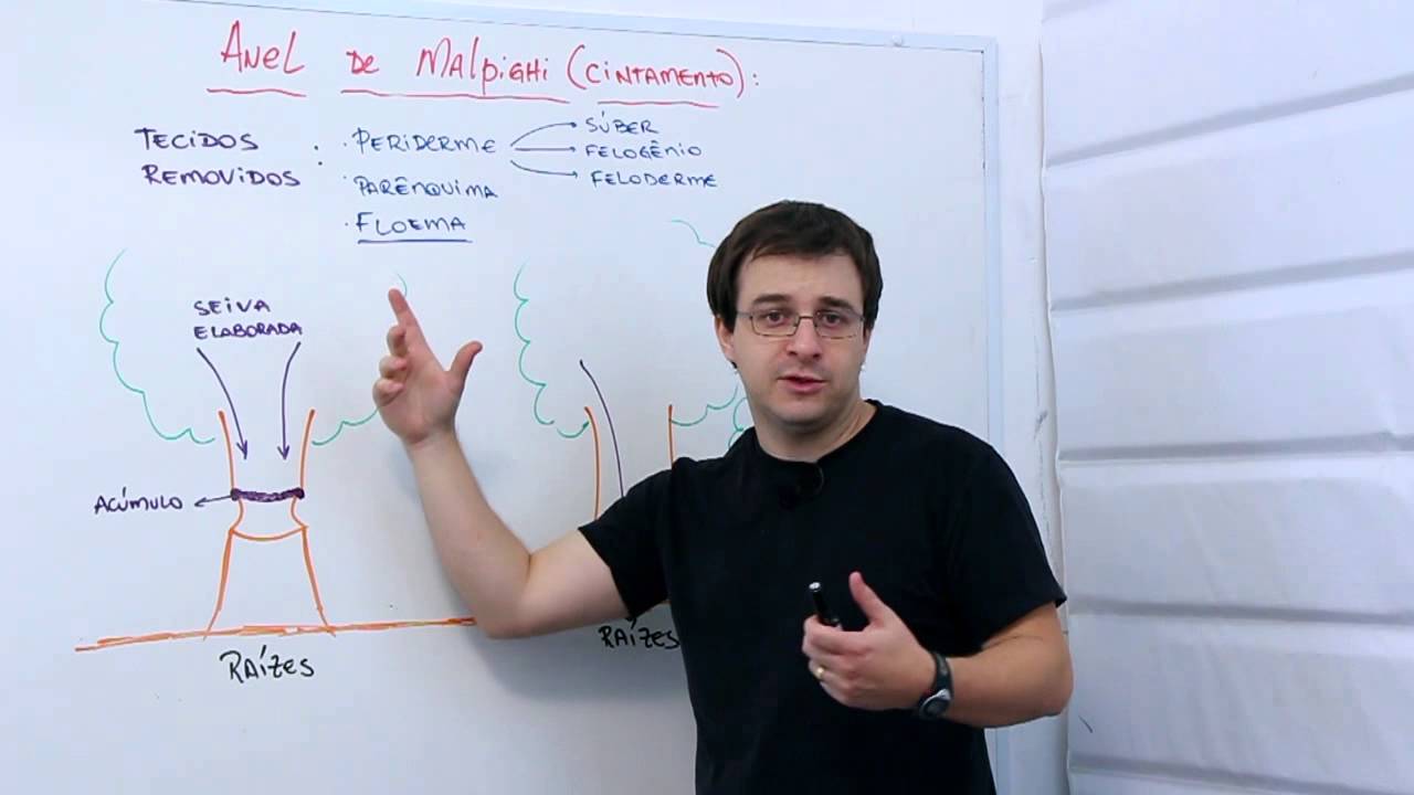 Anel de Malpighi cintamento