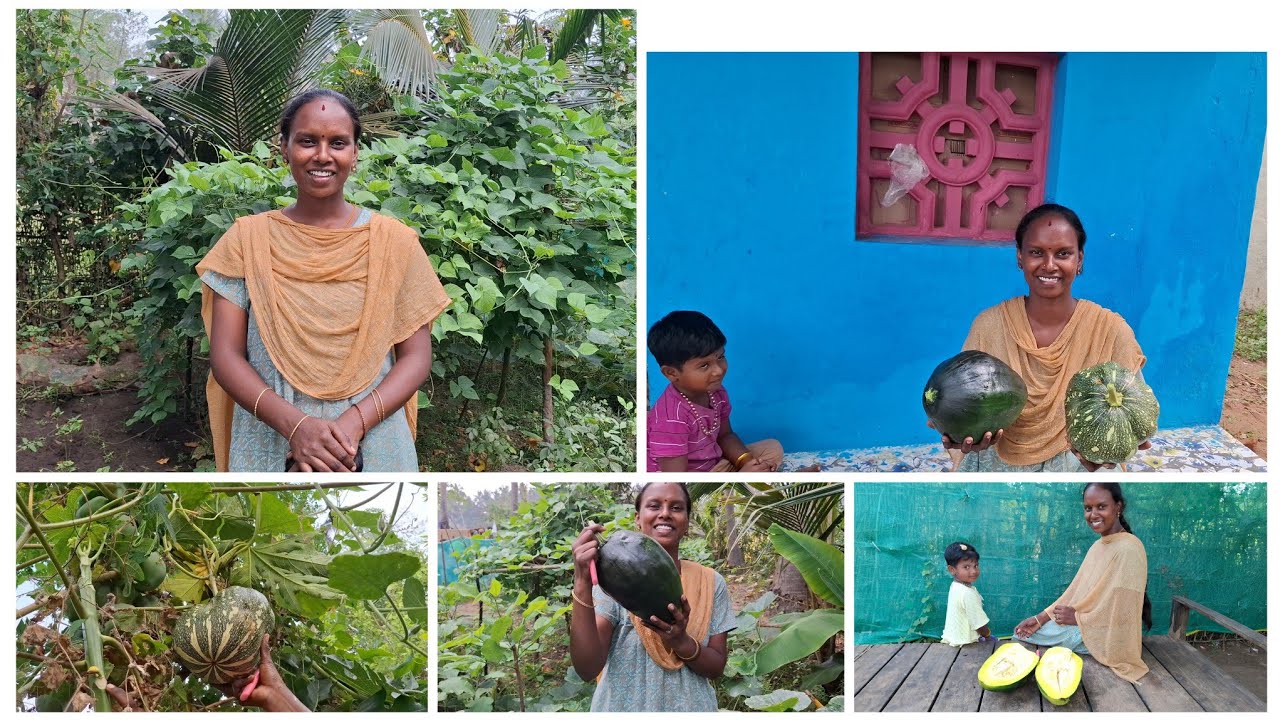 எங்க தோட்டத்தில் காய்த்த விதவிதமான பரங்கிக்காய்/Gramathu Marumagal Priya 