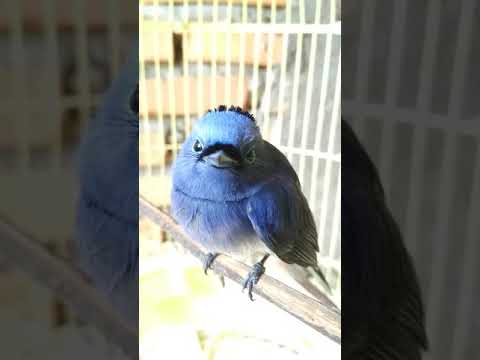 Burung Selendang Biru Youtube