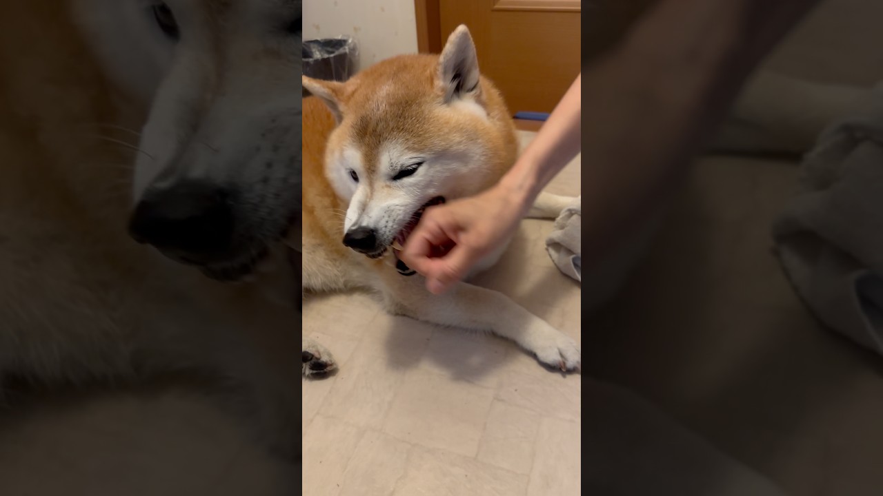 柴犬福 母にディスられたあと母と揉める柴犬🤣Mother's boy🤣#shorts #柴犬 #japanesedog #shibainu #dogshorts #시바견 #funnydog