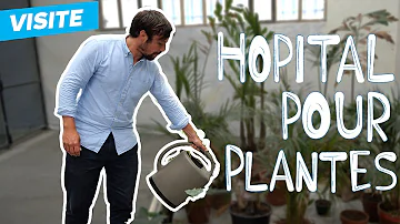 Comment refaire revivre une plante ?