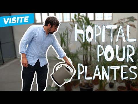 Vidéo: Comment Sauver Une Plante Du Débordement