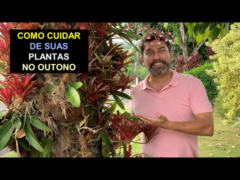 Vídeo: Jardinagem No Outono