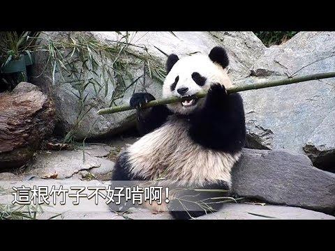 《熊貓早晚安》這根竹子不好啃啊！| iPanda