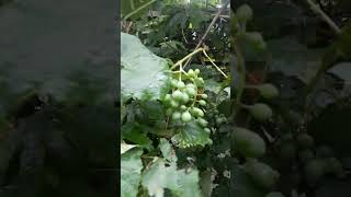 beauty of nature#graps of our garden #amazingshorts#viral #trending #sila khan shorts #youtube