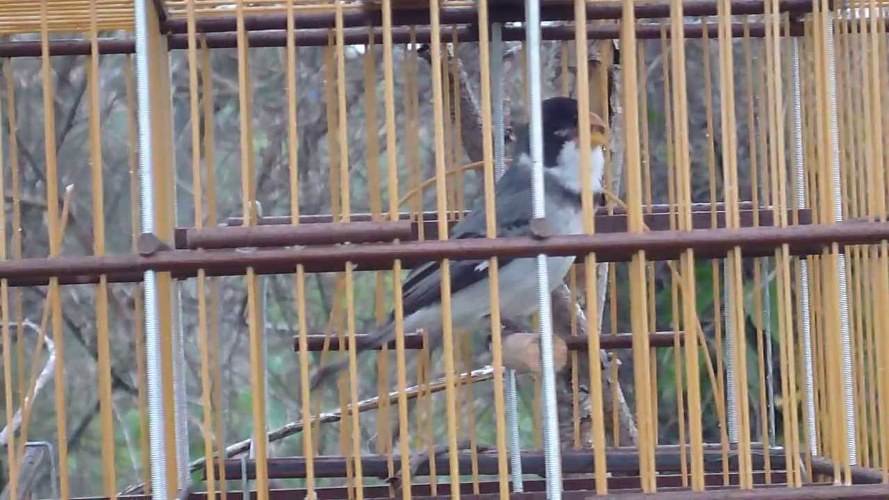 Canarios Do Reino São João Palco Mp3 Patativa Golinha Canta Azulao No Mato 30 05 2013 Youtube