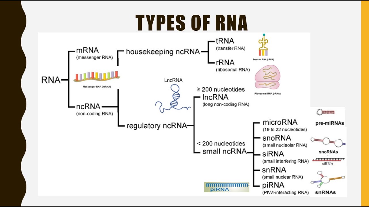 Structure Function And Types Of Rna Mrna Trna Rrna Lncrna Mirna Sirna Snorna Snrna Pirna Youtube