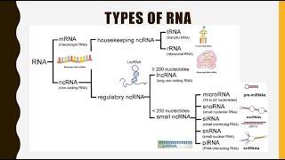 Structure, Function and Types of RNA (mRNA, tRNA, rRNA,lncRNA, miRNA, siRNA, snoRNA, snRNA, piRNA)