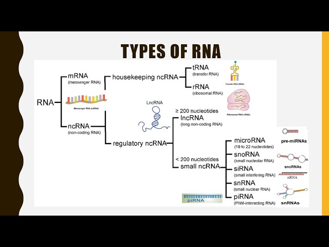 mrna structure and function