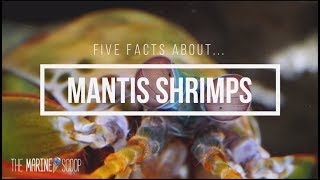 Five Facts About Mantis Shrimps