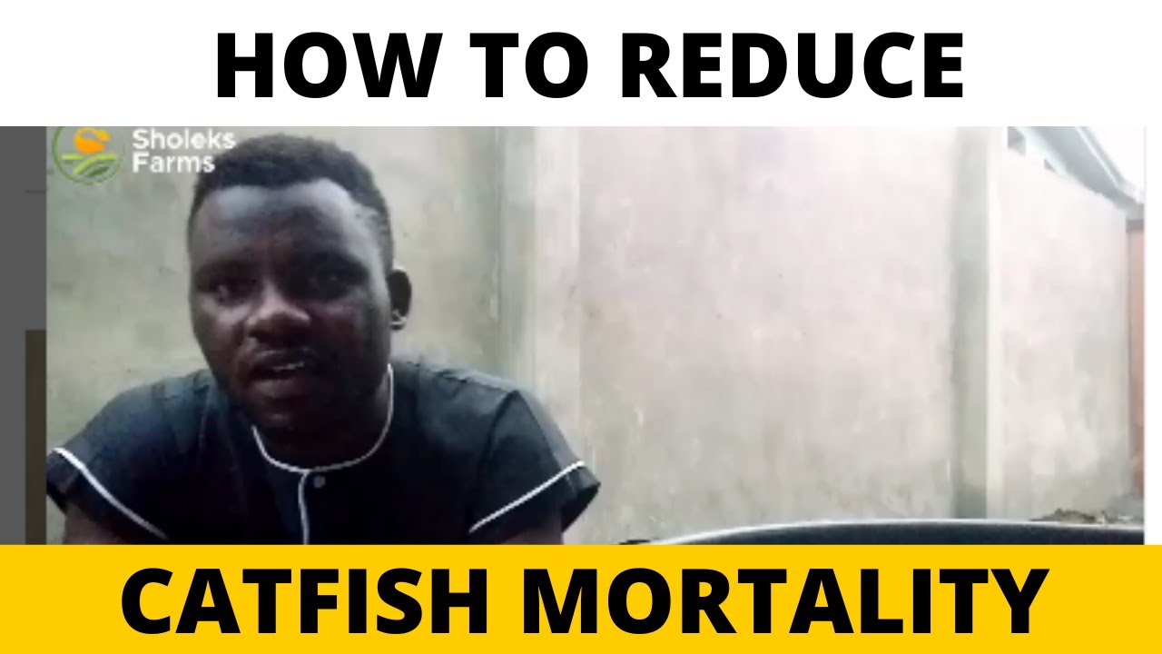 HOW TO REDUCE CATFISH MORTALITY