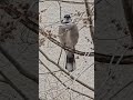 Blue jays, squirrels various and Gus. #short #squirrel #bluejay