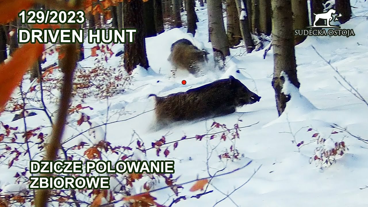 SUDECKA OSTOJA 129/2023 Dzicze Polowanie - driven hunt in Poland wildboar wildboars shotkam hog jagd
