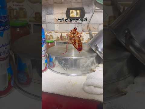 أنا والصرصور في البيت           