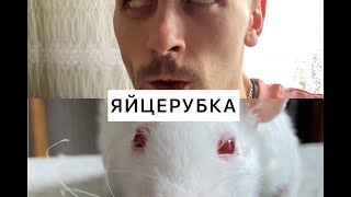 У кого сильнее яйца? Биг боллс / Большие яйца