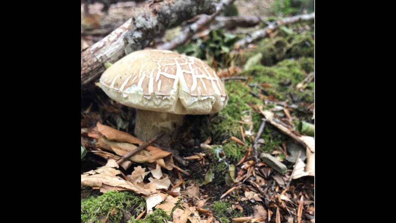 Funghi porcini estate 2022 Doganaccia. Avventure fungaiole Pt 2 YouTube