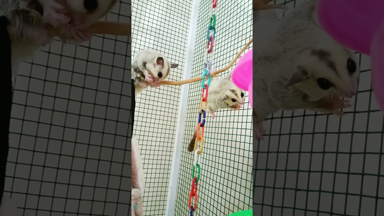 Sugar Glider 