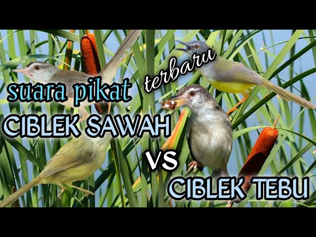 suara pikat ciblek sawah vs tebu/meong ribut class=