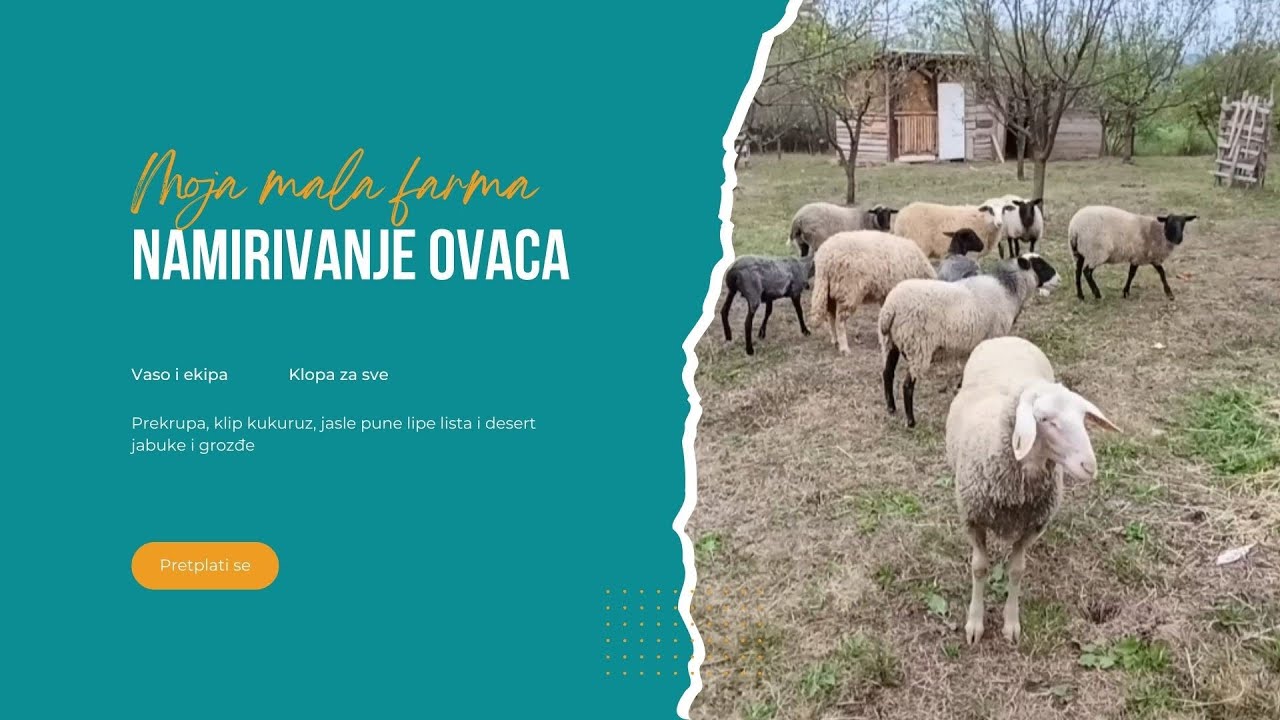 NAMIRIVANJE OVACA NA MOJOJ MALOJ FARMI