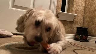 👀Shih Poo Eating Shih Poo feeding CLOSE UP👀