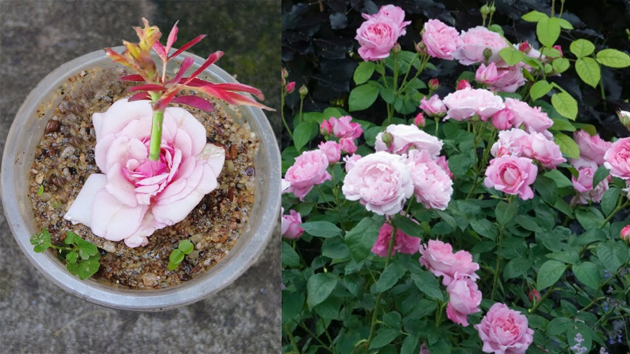 Grow Roses At Home From Bub, How To Grow Roses From Honey YouTube
