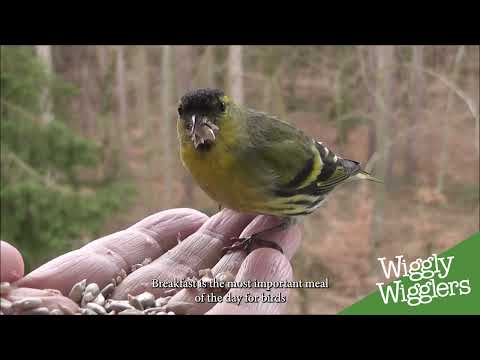 Видео: Диваажингийн шувууны бордоо: Диваажингийн шувууг хэзээ, юугаар тэжээх вэ