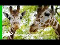 Giraffe's Awkward First Date | The Zoo