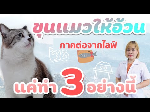 ขุนแมวให้อ้วน แค่ทำ 3 อย่างนี้ (ภาคต่อจากไลฟ์)