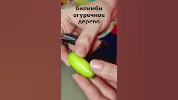В Индии огурцы растут на деревьях #экзотика #огуречное дерево