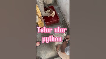Panen telur ular python , ternyata lengket banget antara 1 dengan yg lain