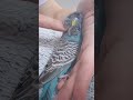 #music #parrot #birds #animals #nature #love #song